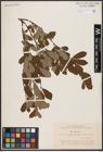 Foto von Salix aurita L.